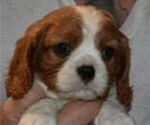 Puppy Pup 2  NB2 Cavalier King Charles Spaniel
