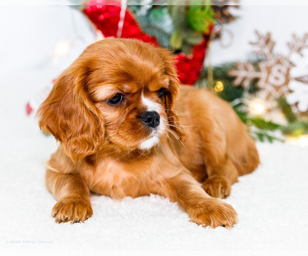Medium Photo #53 Cavalier King Charles Spaniel Puppy For Sale in WAKARUSA, IN, USA