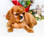 Small Photo #53 Cavalier King Charles Spaniel Puppy For Sale in WAKARUSA, IN, USA