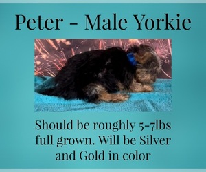 Yorkshire Terrier Puppy for sale in AZLE, TX, USA