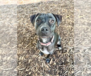 American Staffordshire Terrier-Labrador Retriever Mix Dogs for adoption in Lawrenceville, NJ, USA