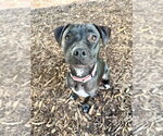 Raven - Female American Staffordshire Terrier-Labrador Retriever Mix Dog for Adoption - Small photo