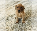 Small #2 Labrador Retriever