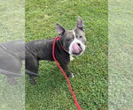 Small #1 American Staffordshire Terrier