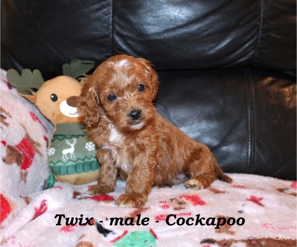 Medium Photo #3 Cockapoo (Miniature) Puppy For Sale in CLARKRANGE, TN, USA