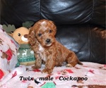 Small #2 Cockapoo (Miniature)