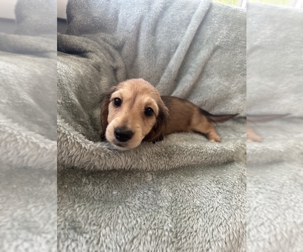 Medium Photo #11 Dachshund Puppy For Sale in MEMPHIS, TN, USA