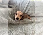 Small #10 Dachshund
