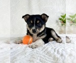 Small #5 Miniature Australian Shepherd-Pomsky Mix