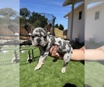 Small #2 French Bulldog