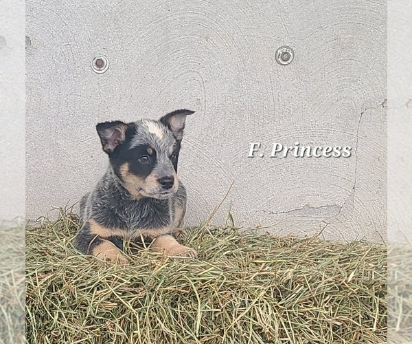 Medium Photo #1 Australian Cattle Dog Puppy For Sale in NATHALIE, VA, USA
