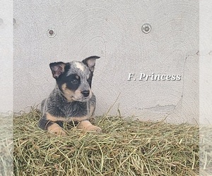 Australian Cattle Dog Puppy for sale in NATHALIE, VA, USA