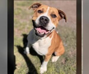 Boxer-Unknown Mix Dogs for adoption in Conroe, TX, USA