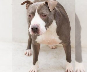 American Pit Bull Terrier Dogs for adoption in Tracy, CA, USA