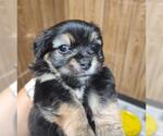 Small Chihuahua Mix