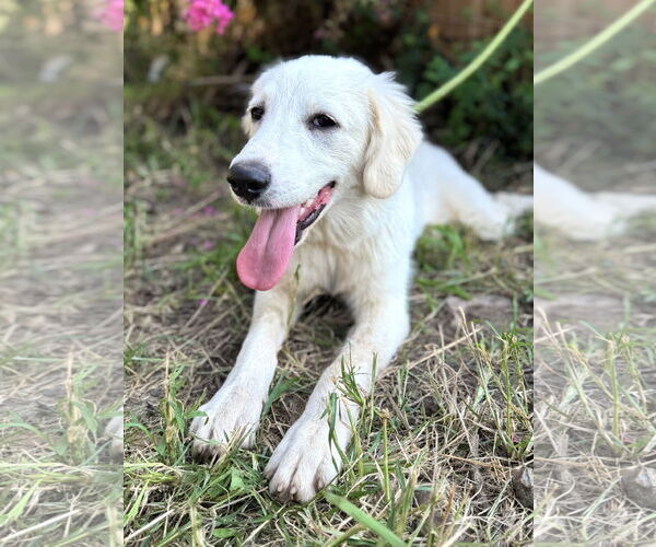 Medium Photo #2 Great Pyrenees Puppy For Sale in Spring, TX, USA