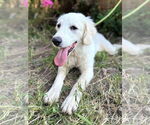 Small #1 Great Pyrenees