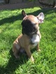 Small Photo #1 French Bulldog Puppy For Sale in HUNTINGTN BCH, CA, USA