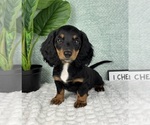 Small #4 Dachshund