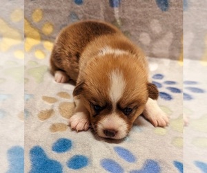 Pembroke Welsh Corgi Puppy for sale in SPRINGFIELD, LA, USA