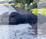 Small #2 Lhasa-Poo