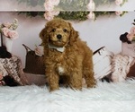 Small #3 Poodle (Toy)