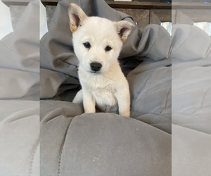 Shiba Inu Puppy for sale in MONETT, MO, USA