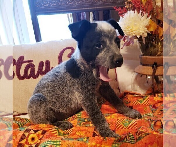 Medium Photo #5 Australian Cattle Dog Puppy For Sale in BRIGGSDALE, CO, USA