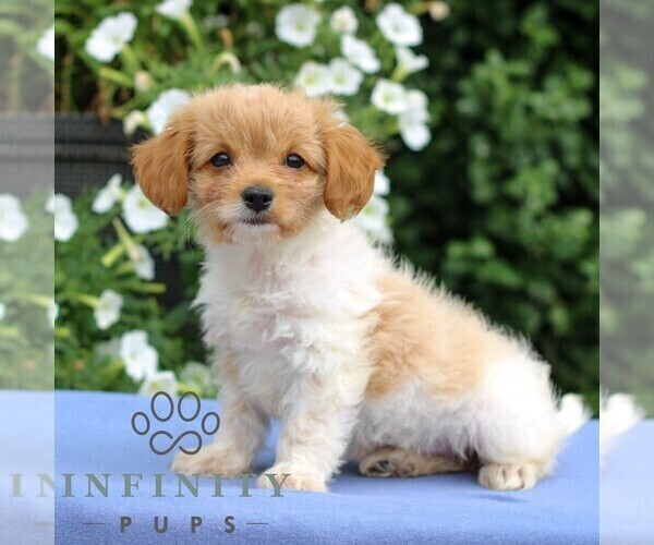 Medium Photo #3 Cavapoo Puppy For Sale in EAST EARL, PA, USA