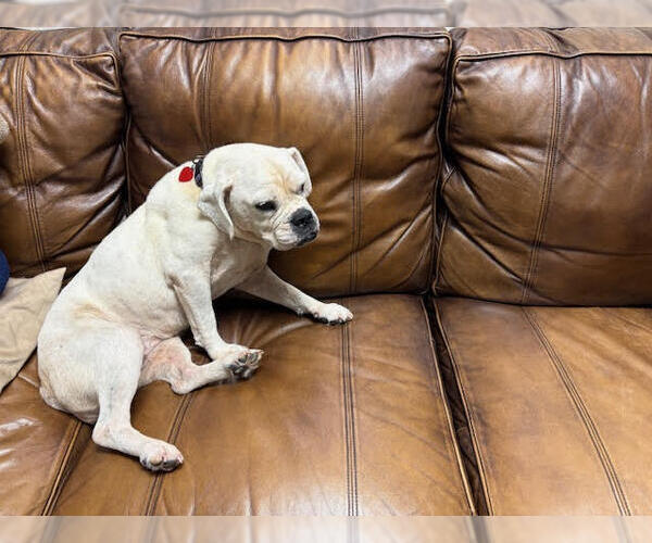 Medium Photo #3 Boxer Puppy For Sale in  Katy, TX, USA