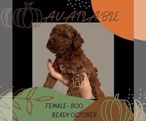 Goldendoodle (Miniature) Puppy for sale in FONTANA, CA, USA