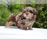Small #12 ShihPoo
