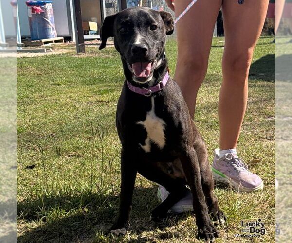 Medium Photo #1 Labrador Retriever-Unknown Mix Puppy For Sale in Washington, DC, USA