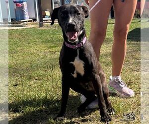 Labrador Retriever-Unknown Mix Dogs for adoption in Washington, DC, USA