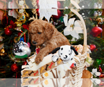 Small Photo #9 Goldendoodle Puppy For Sale in SAINT CLAIR SHORES, MI, USA