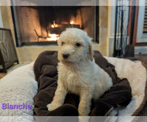 Medium Photo #1 Golden Retriever Puppy For Sale in Croydon, NH, USA