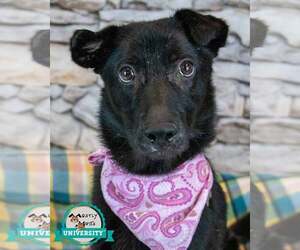 Border Collie-Unknown Mix Dogs for adoption in Kennesaw, GA, USA