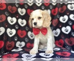 Small #4 Cocker Spaniel