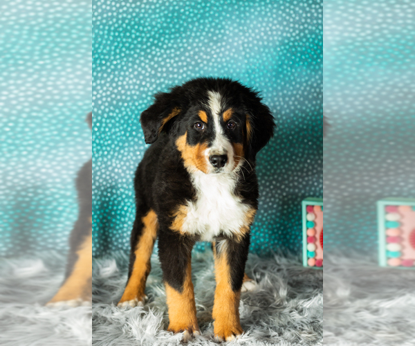 Medium Photo #4 Bernese Mountain Dog Puppy For Sale in SHIPSHEWANA, IN, USA