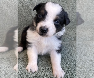 Australian Shepherd Puppy for sale in JURUPA VALLEY, CA, USA