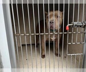 American Pit Bull Terrier-Unknown Mix Dogs for adoption in Oklahoma City, OK, USA