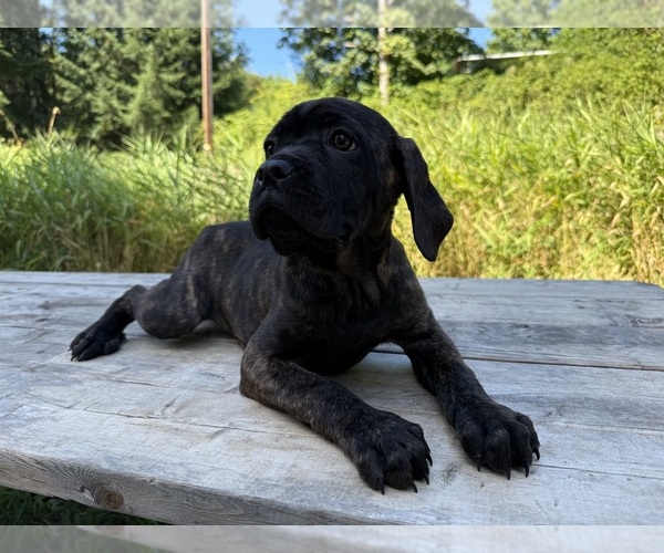 Medium Photo #5 Cane Corso Puppy For Sale in HILLSBORO, OR, USA