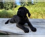 Small #4 Cane Corso