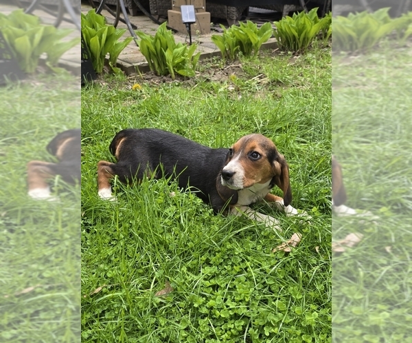 Medium Photo #1 Beagle-Unknown Mix Puppy For Sale in WESTFIELD, MA, USA