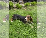 Small Beagle Mix