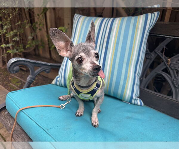 Medium Photo #2 Chihuahua-Unknown Mix Puppy For Sale in Santa Clara, CA, USA