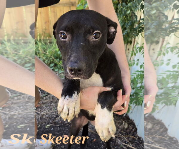 Medium Photo #1 Staffordshire Bull Terrier-Unknown Mix Puppy For Sale in Jackson, MS, USA