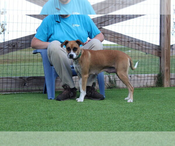 Medium Photo #4 Mutt Puppy For Sale in Chestertown, MD, USA