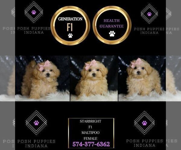 Medium Photo #2 Maltipoo Puppy For Sale in WARSAW, IN, USA