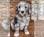 Small #4 Aussiedoodle